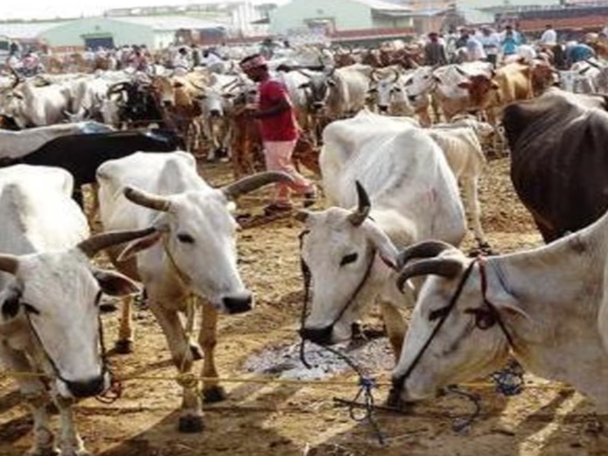 Govt Scheme: गाय भैंस खरीदने के लिए सरकार दे रही इतने लाख रुपये का लोन, जानिए पूरा स्कीम
