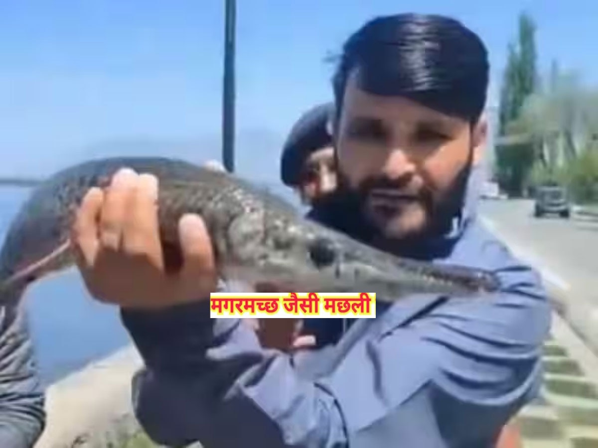 Alligator Gar Fish: कश्मीर की डल झील में मिली मगरमच्छ जैसी मछली, देखने वाले रह गए दंग
