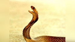 Snake Dream Meaning: सपने में सांप को मारना शुभ या अशुभ,  जानिए इससे मतलब? 