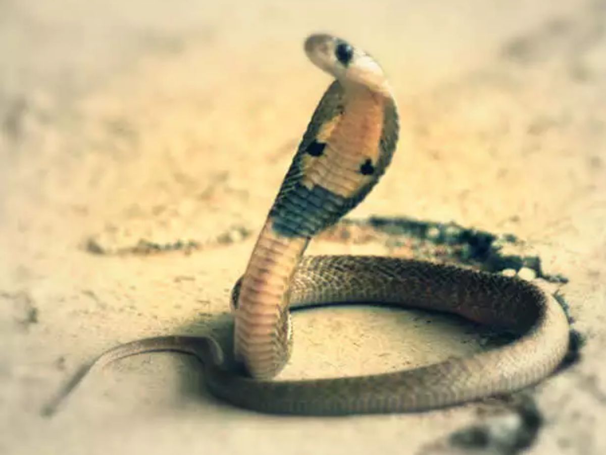 सांप को मारने का मतलब