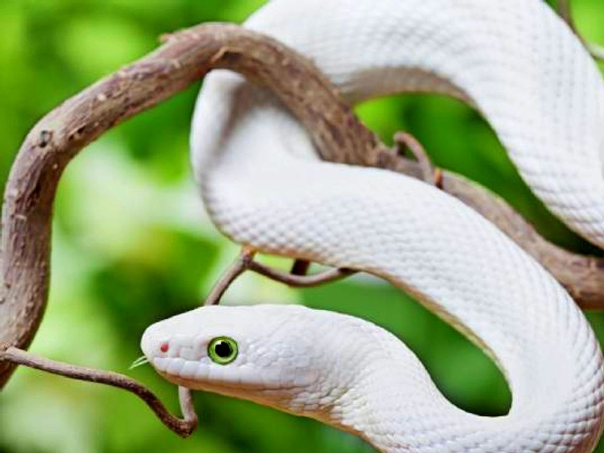 सपने में सफेद रंग का सांप देखा