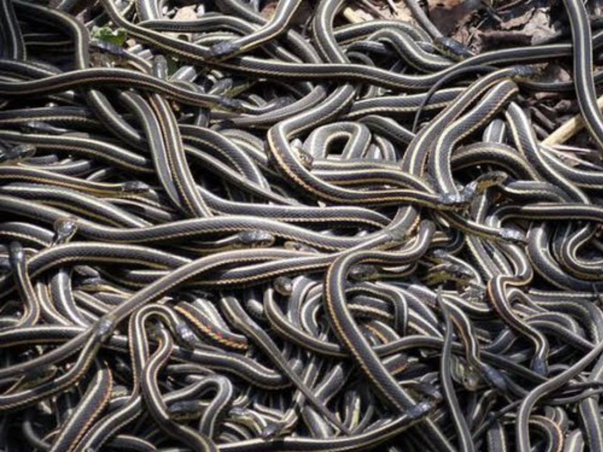 एक साथ कई सांप देखने का मतलब