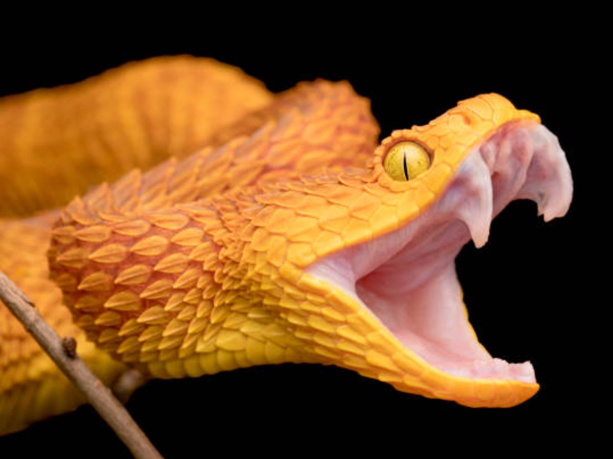 सांप का खुला मुंह देखने का मतलब