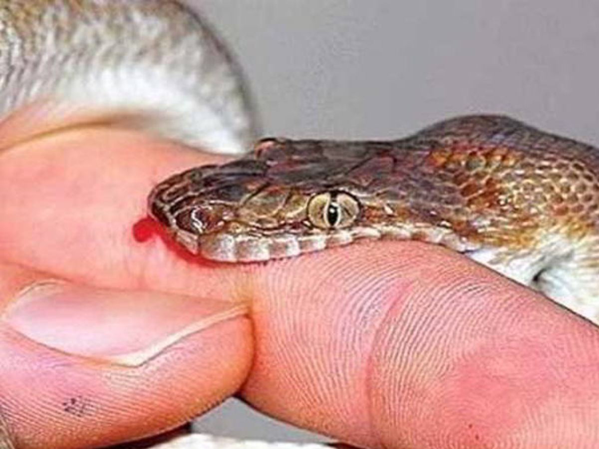 सांप के काटने का मतलब