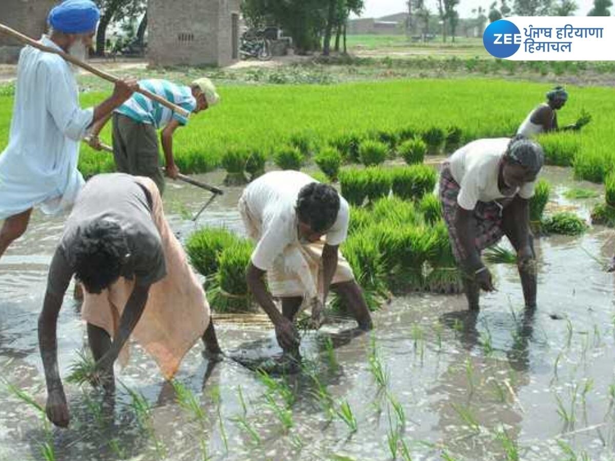 Paddy Season News: ਪੰਜਾਬ 'ਚ ਝੋਨੇ ਦੀ ਲੁਆਈ ਦੀਆਂ ਤਾਰੀਕਾਂ ਦਾ ਐਲਾਨ, ਸਿੱਧੀ ਬਿਜਾਈ ਵਾਲੇ ਕਿਸਾਨਾਂ ਲਈ ਕੀਤਾ ਇਹ ਐਲਾਨ