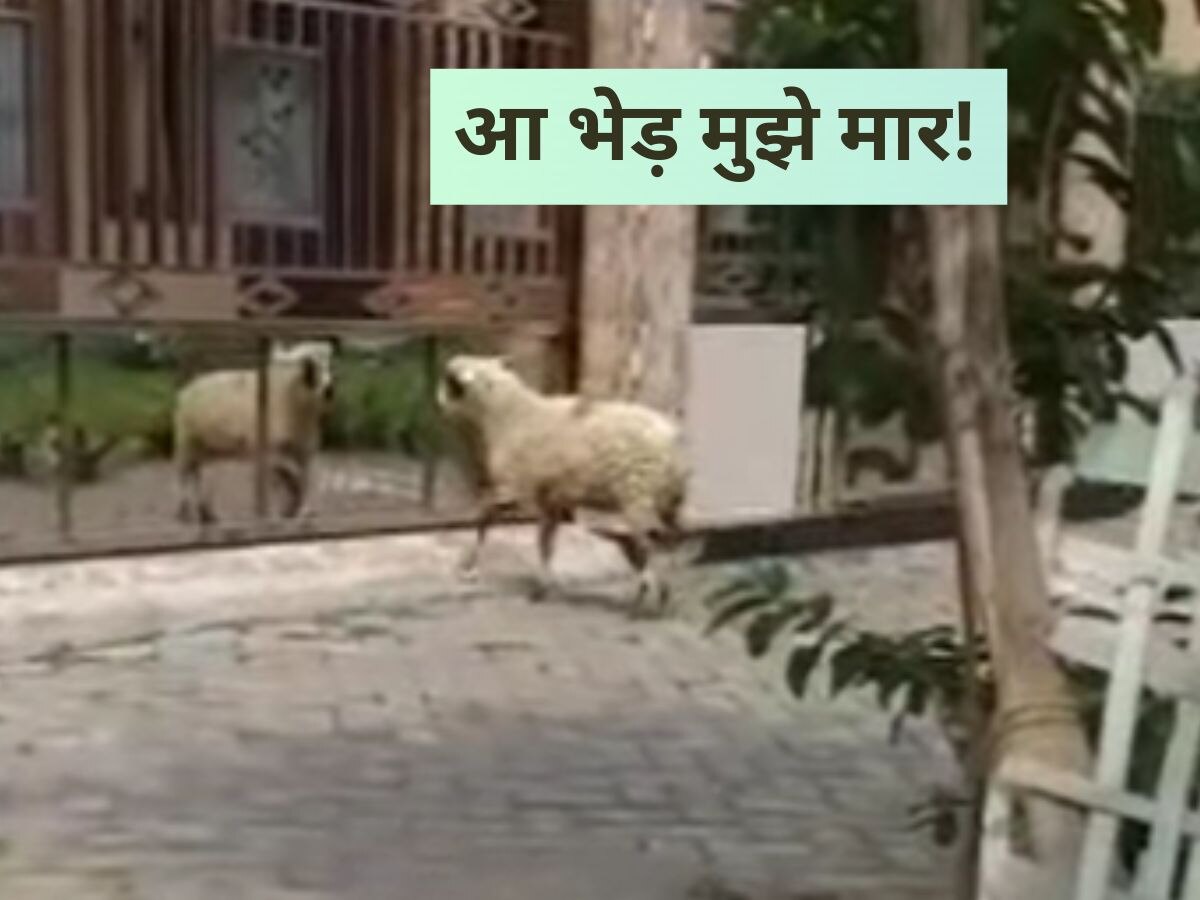 Sheep: खुद को दूसरी भेड़ समझ मजबूत शीशे कर दिया हमला, फिर देखिए क्या हुआ..वायरल हुआ वीडियो