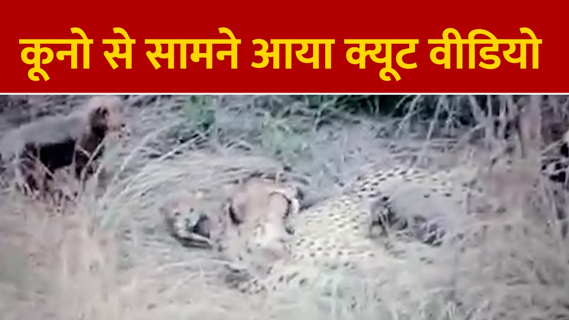 Viral Video Cute Video Surfaced From Kuno Cubs Seen Having Fun With Mother Viral Videoकूनो से