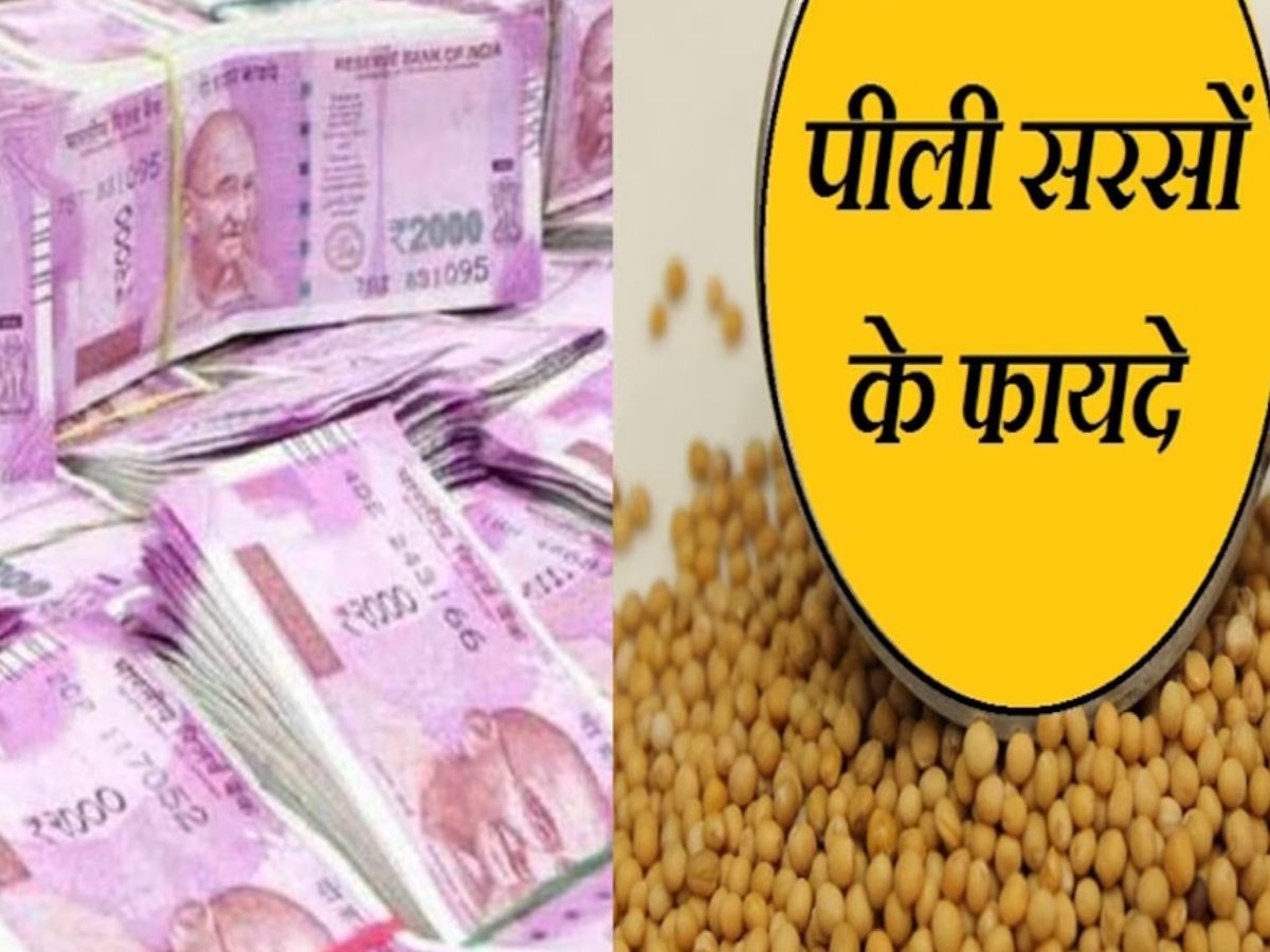 For money Follow the trick of yellow mustard once vastu tips Peeli