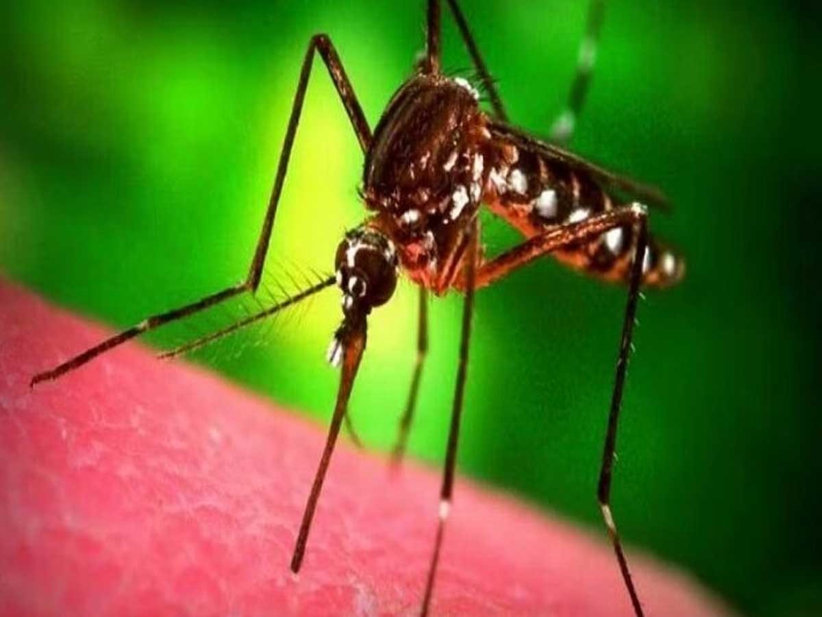 National Dengue Day 2023: डेंगू के इन लक्षणों को पहचानने में लापरवाही से जा सकती है जान, ऐसे करें बचाव