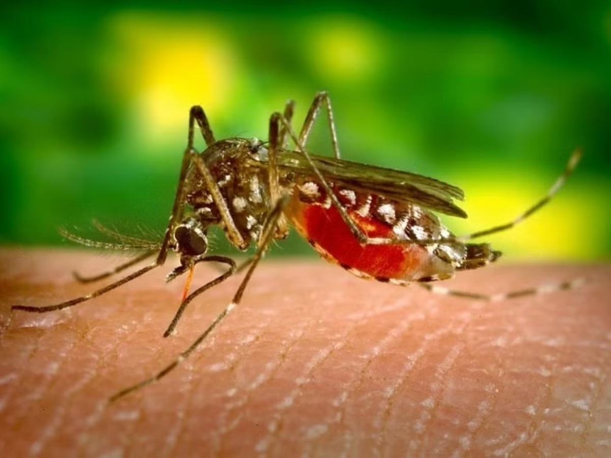 Dengue: नेशनल डेंगू दिवस पर जानें इससे जुड़ी खास बातें, बुखार होने पर ऐसे करें इलाज