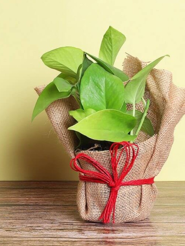 vastu money plant direction