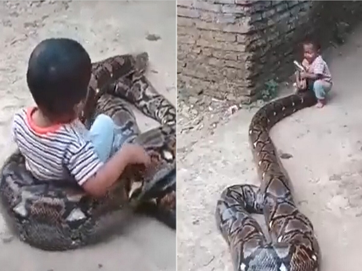Python Viral Video: The child first caught the python's mouth and then ...