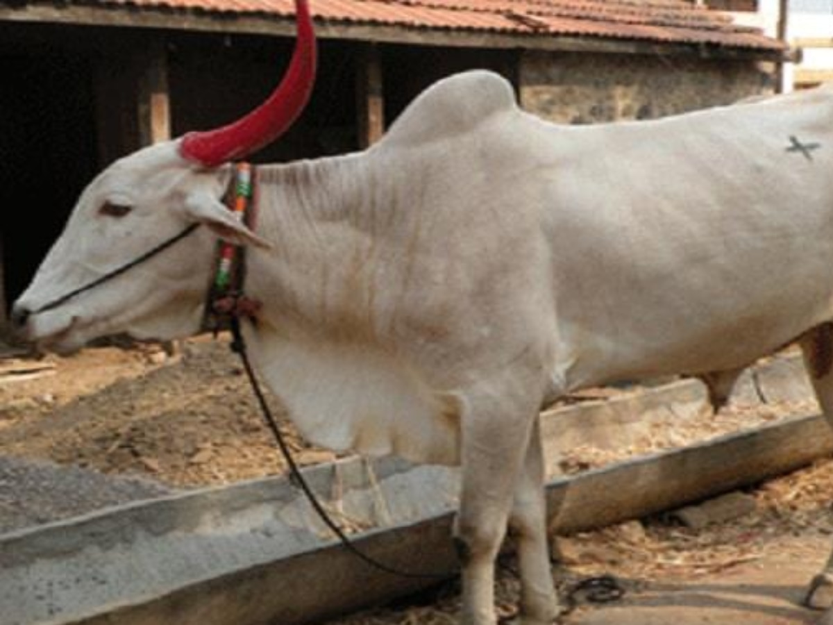 swapan shastra seeing Bull cow and ox in dream meaning in hindi Sapne