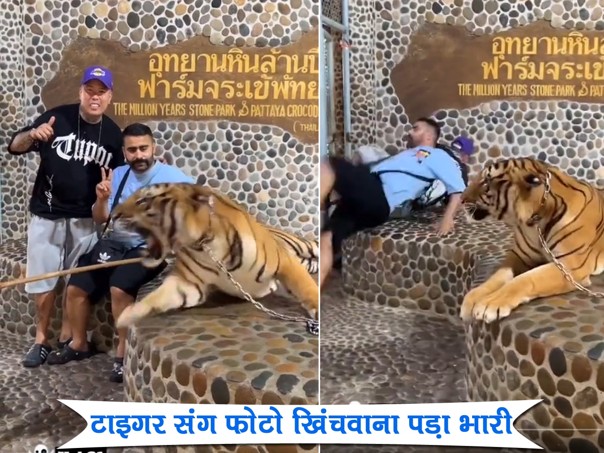 TIGER के सामने हीरोपंती दिखा रहे थे टूरिस्ट, अगले ही सेकेंड हुआ ऐसा हादसा सदमे में पड़ गए दोनों