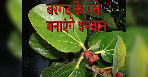 Bargad Ke Upay: बरगद के इन उपायों से होगी आपके ऊपर पैसों की बारिश, बैंक ...