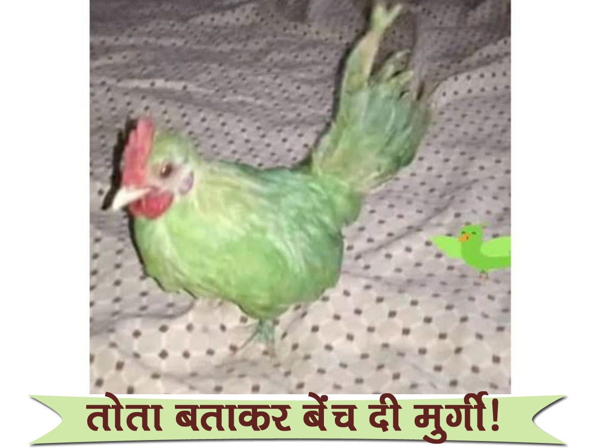 Viral: पाकिस्तानी दुकानदार ने मुर्गी को हरे रंग से रंगा, फिर तोता बताकर इतने हजार रुपये में ऑनलाइन बेचा!