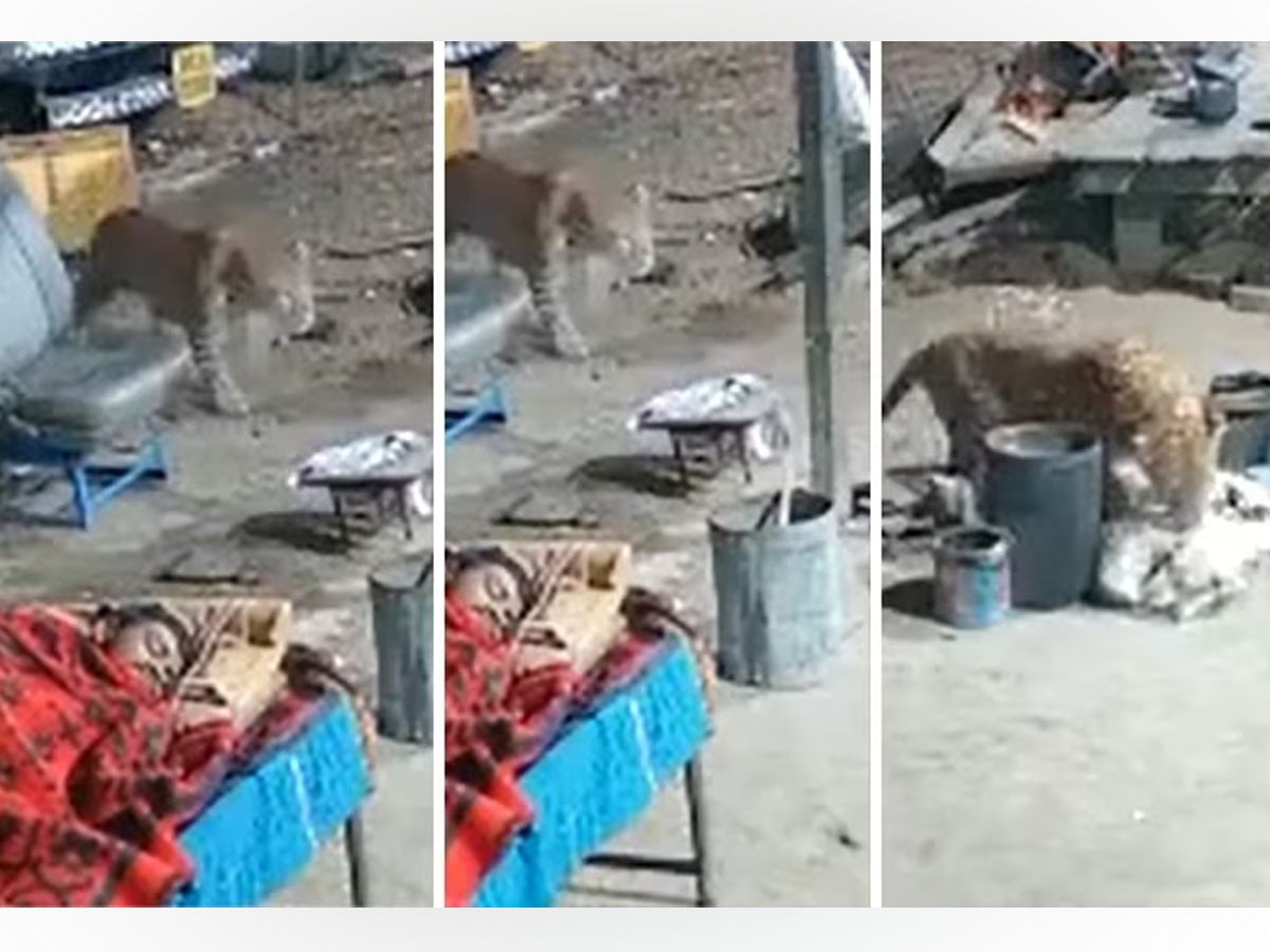 Leopard vs Dog Video: युवक के पास जमीन पर सोया था कुत्ता, चुपके से आया और मुंह में दबाकर ले गया तेंदुआ; आपको हिला देगा VIDEO