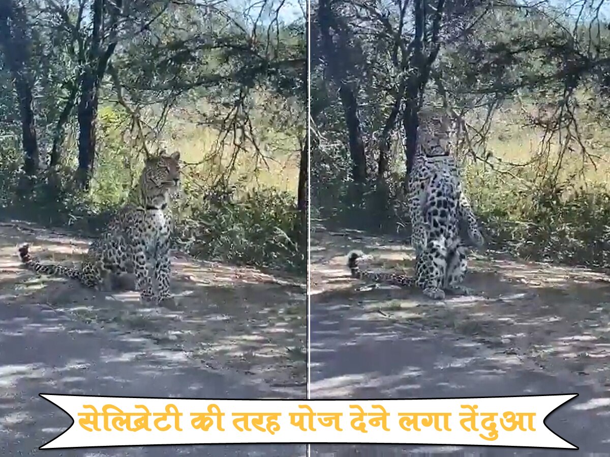 टूरिस्ट को देखते ही तेंदुआ एयरपोर्ट सेलिब्रिटी की तरह देने लगा पोज, Video देखकर नहीं होगा यकीन