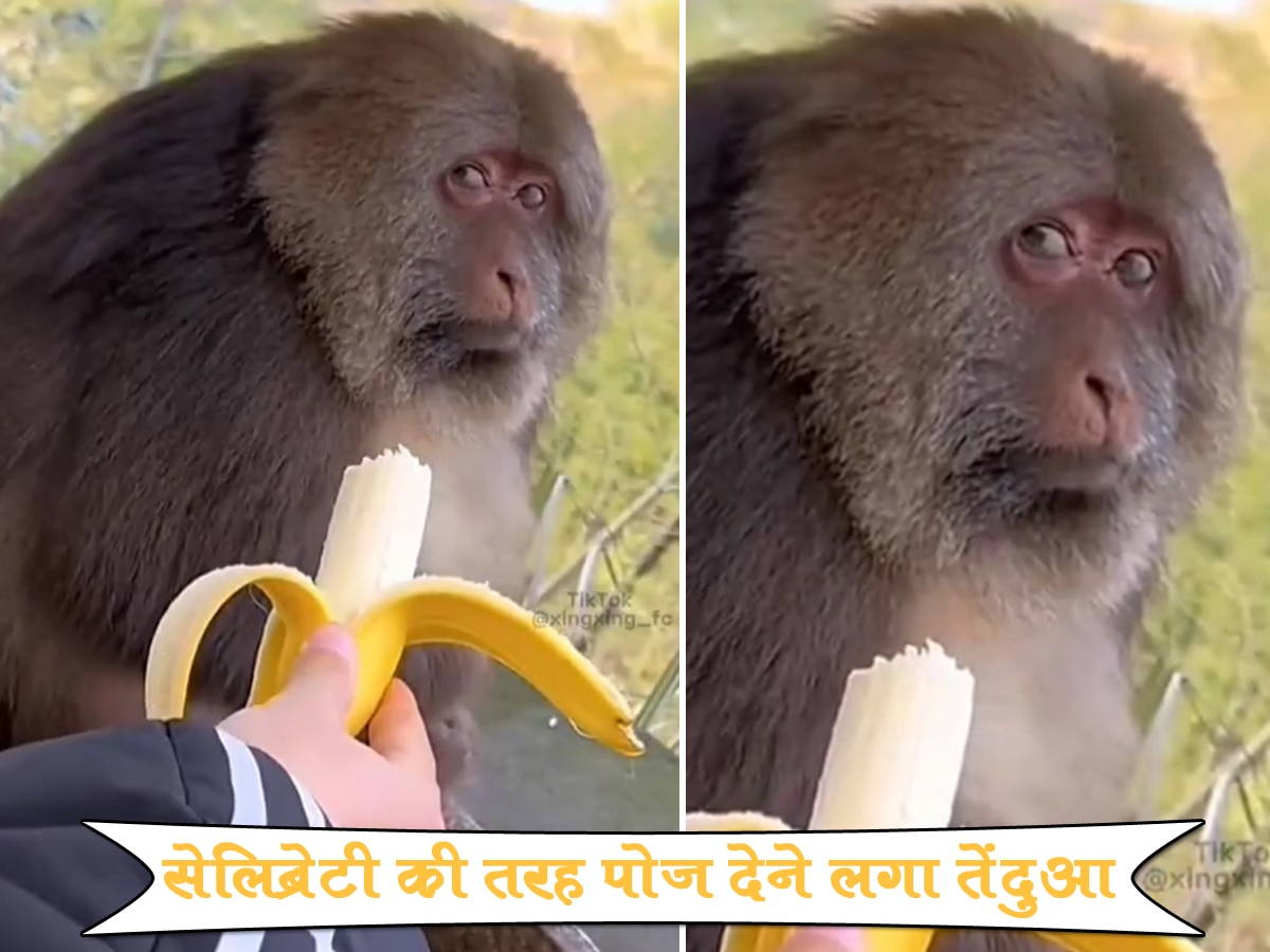 शख्स ने आधा केला खाकर बंदर को दिया तो गुस्से में तरेरी आंख, ये Video नहीं देखा तो क्या देखा