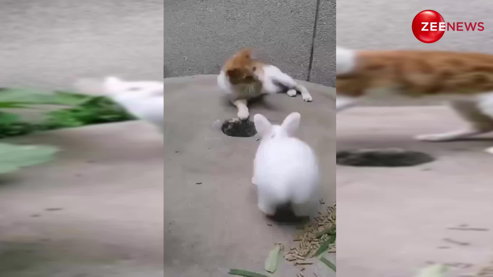 Rabbit attacks cat video goes viral खरगोश ने बिल्ली को सिखाया ऐसा सबक वीडियो देख, दंग रह गए