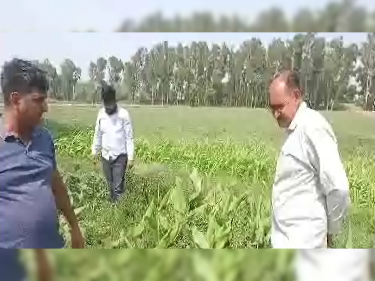 Palwal News: यूट्यूब का वीडियो देख महिला ने शुरू की प्राकृतिक खेती, अब कम लागत में हो रही लाखों की कमाई