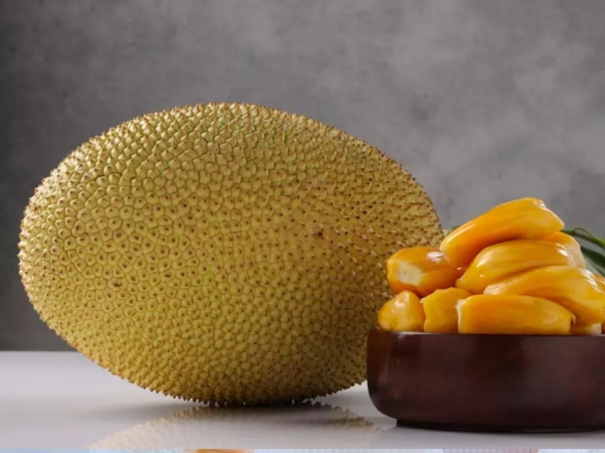 jackfruit seeds benefits kathhal ke beejo ke fayde utility | Jackfruit ...