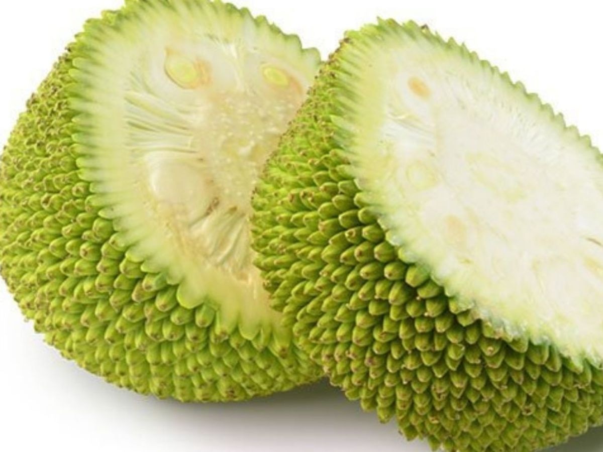 jackfruit seeds benefits kathhal ke beejo ke fayde utility | Jackfruit ...