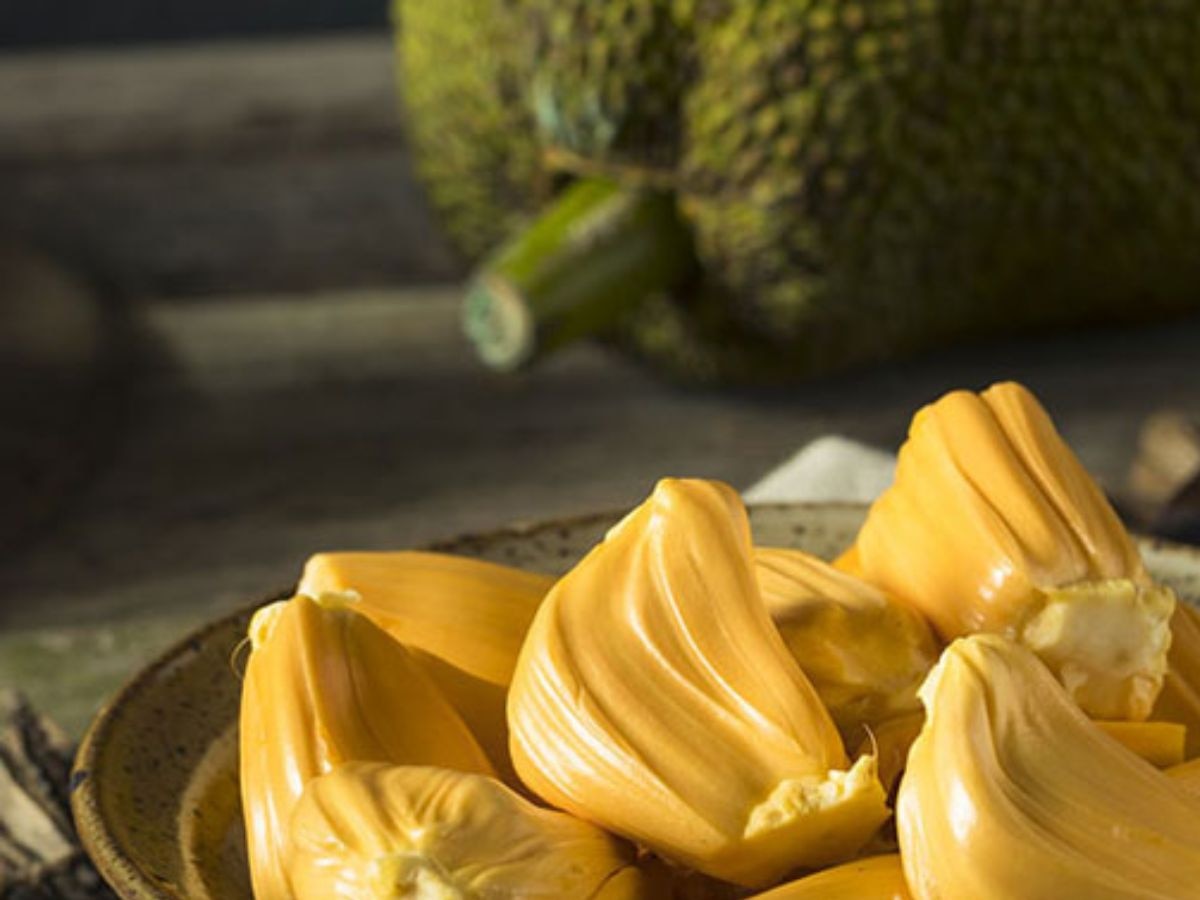 jackfruit seeds benefits kathhal ke beejo ke fayde utility | Jackfruit ...