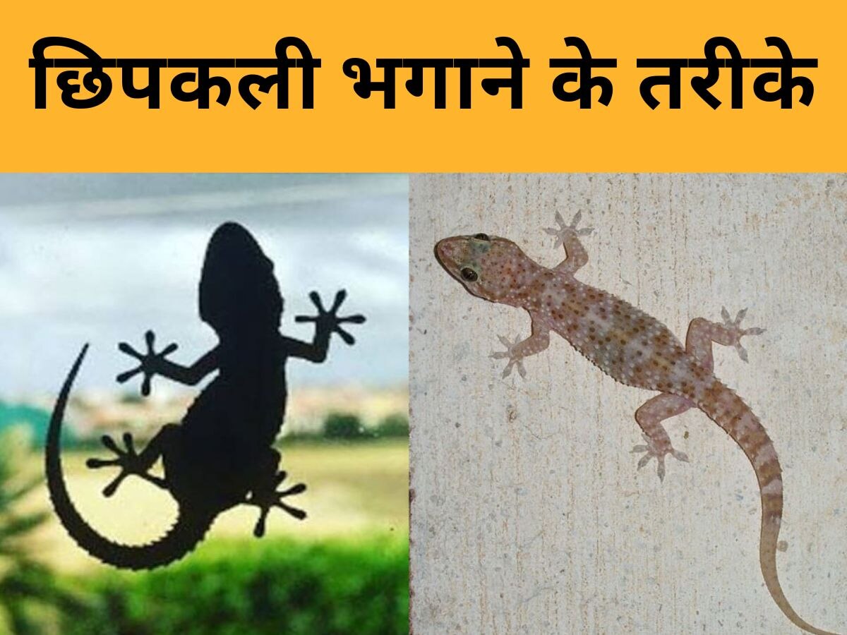 Lizards Control- छिपकली को देखते ही लगता है डर? घर से भगाना है तो अपनाएं ये ट्रिक्स