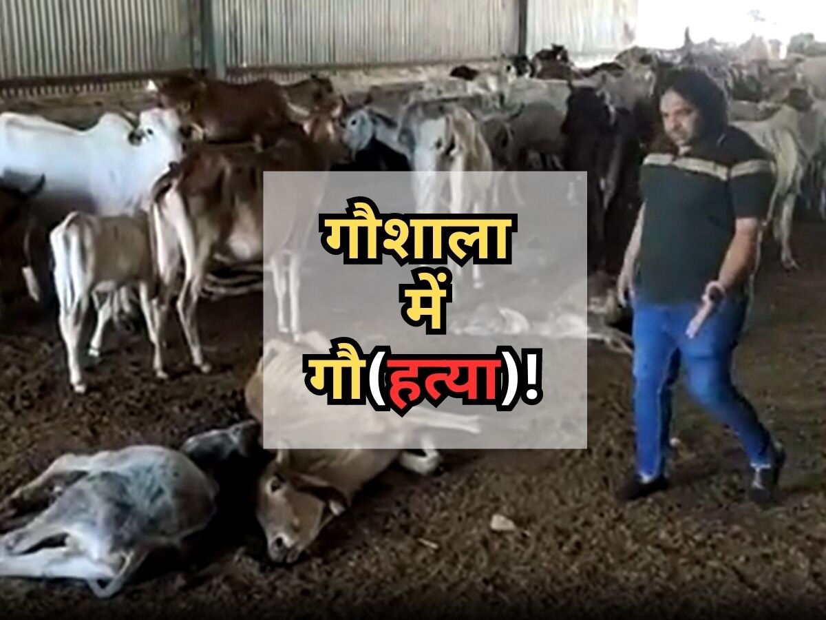 Alwar : गौशाला में आए दिन दम तोड़ रही है गाय, प्रयापत फंड के बावजूद गौमाता का बूरा हाल