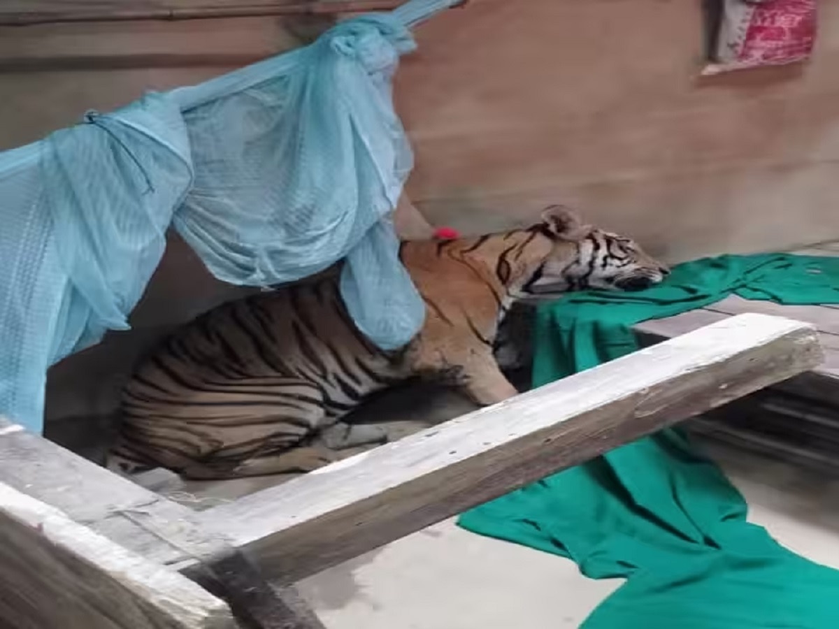 बिहार: जंगल से भटककर घर में घुसा बाघ, वनकर्मियों की टीम ने किया रेस्क्यू