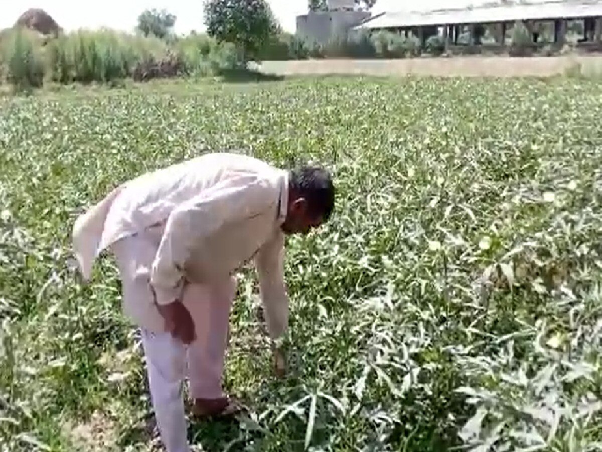 Bhiwani News: गर्मी का शिकार हो रहीं सब्जी की फसलें, पानी न मिल पाने की वजह से लग रहा कीड़ा