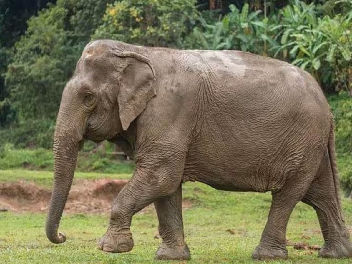झारखंड में हाथियों का आतंक! तीन दिन में 4 लोगों को कुचलकर मौत के घाट उतारा