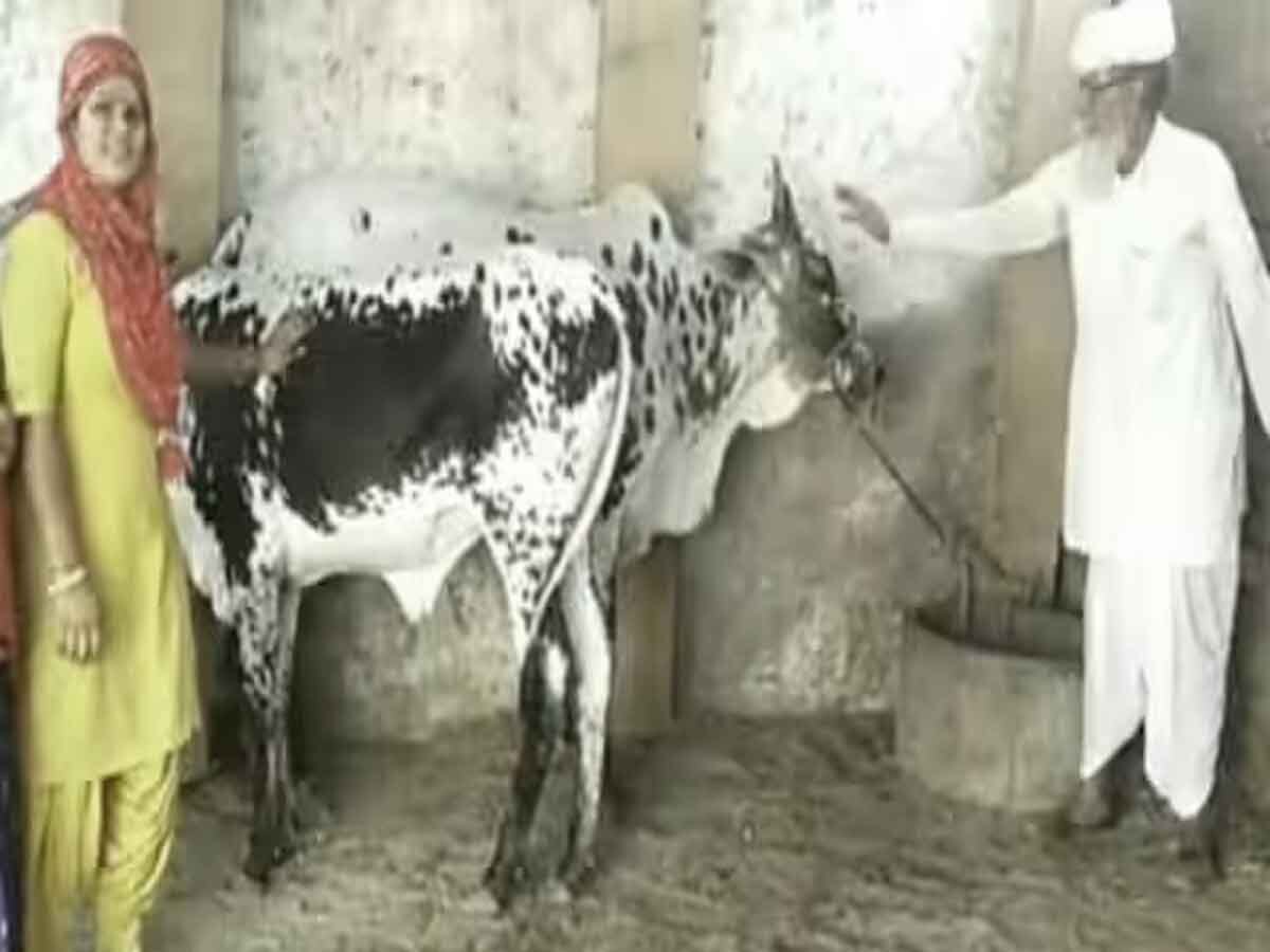 राजस्थान के इस गांव में गाय पर 2 लोगों में हुई लड़ाई, DNA से हुआ असली मालिक का खुलासा