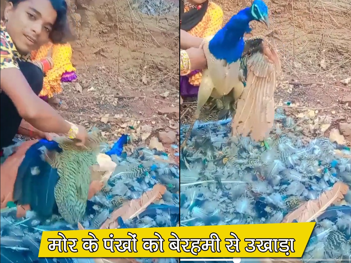 मोर के मरने तक पंखों को उखाड़ता रहा शख्स, रोंगटे खड़े कर देने वाला Video वायरल