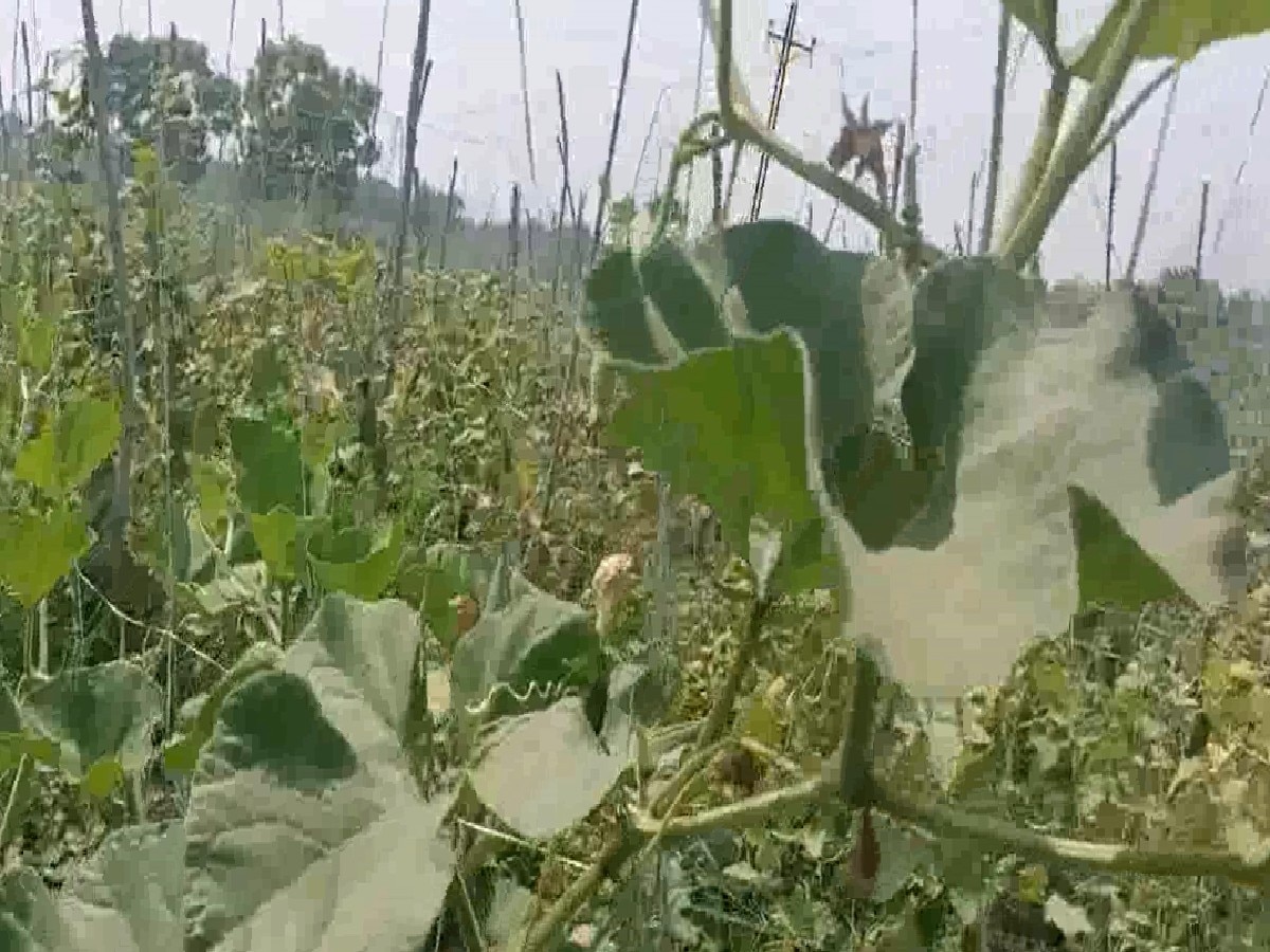 Haryana News: यमुनानगर में बागवानी कर लाखों कमा रहे किसान, सरकार से की दवाइयों पर सब्सिडी देने की मांग