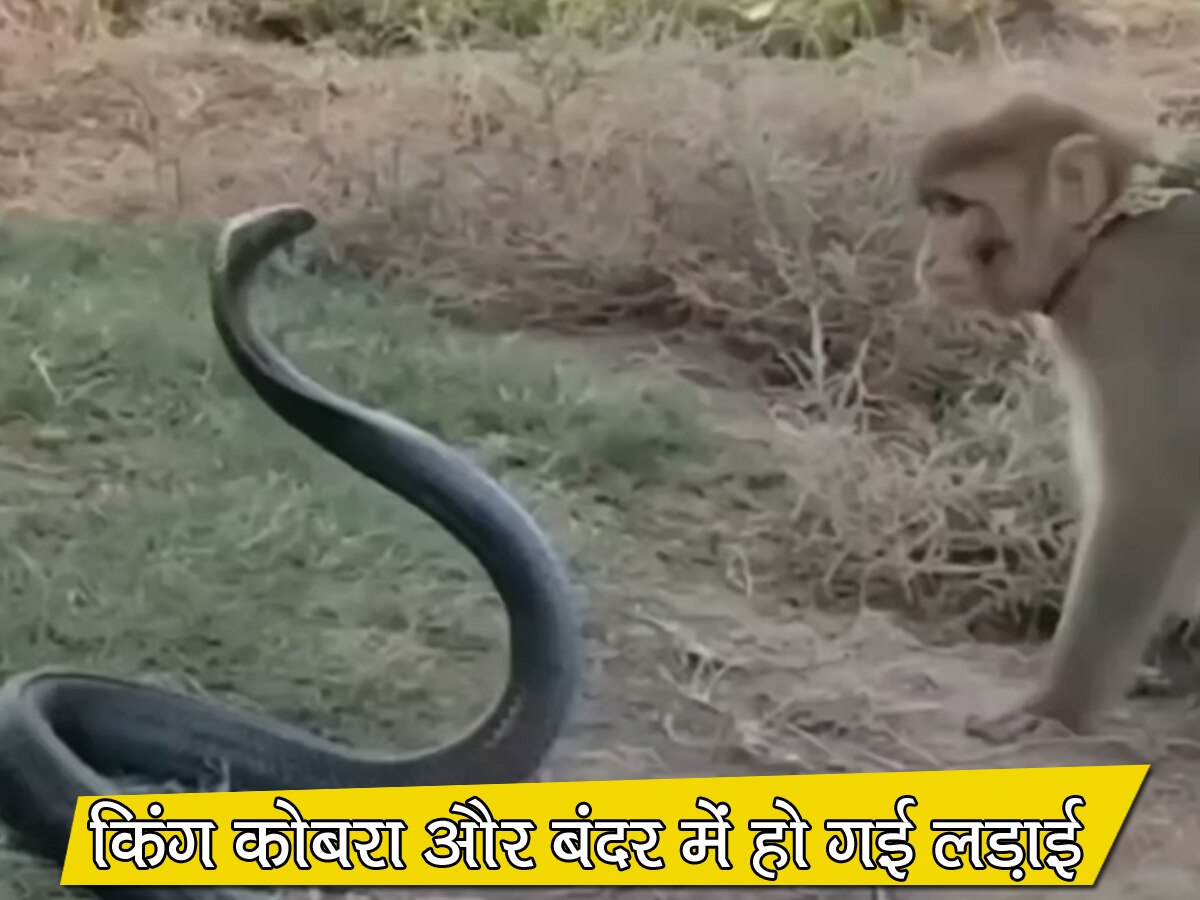 बंदर ने किंग कोबरा की पूंछ खींचकर की मस्ती, फिर अचानक कर दिया अटैक; Video में देखें क्या हुआ आगे