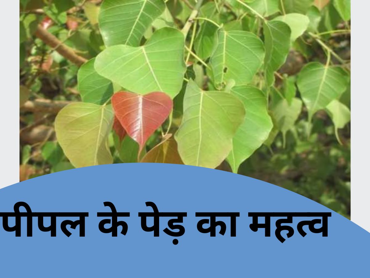 peepal-tree-religious-importance-gives-blessings-of-shani-dev-along