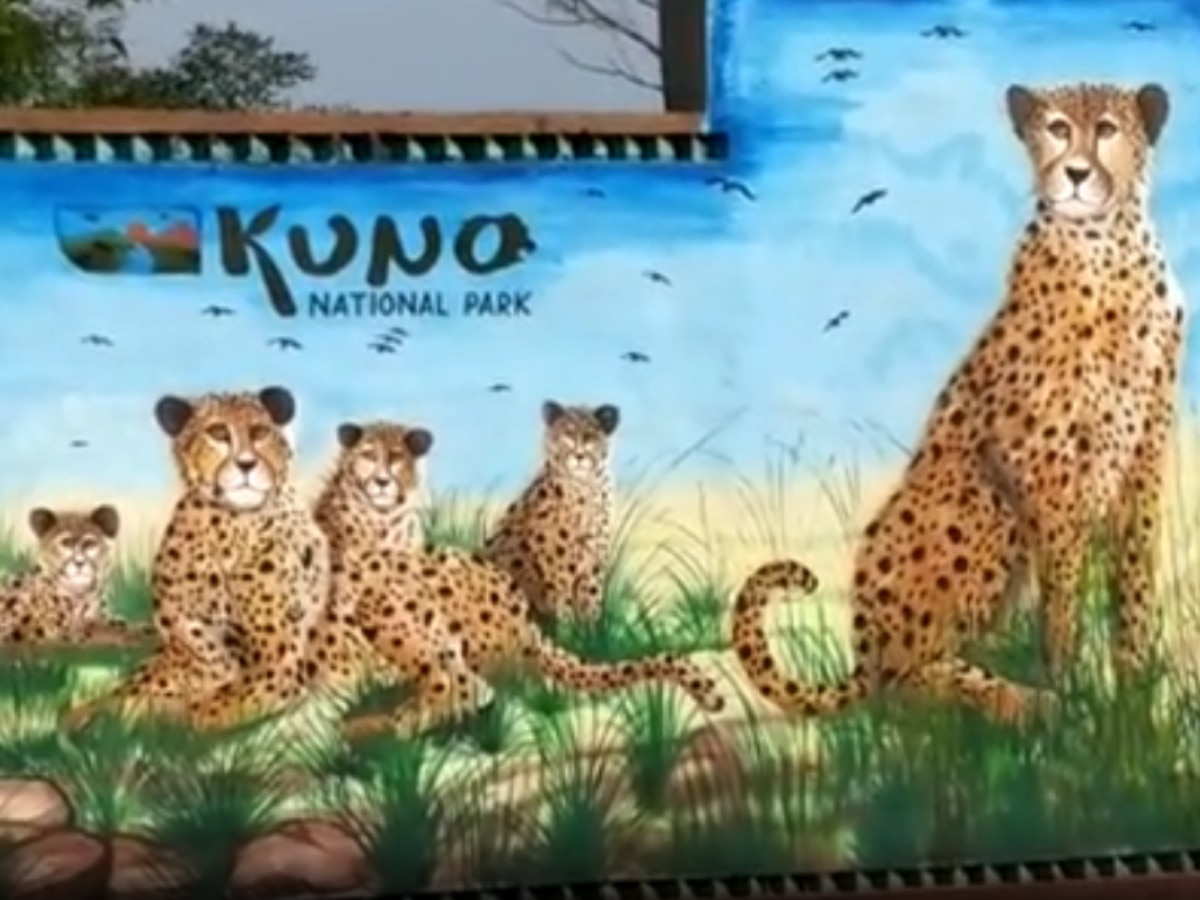 Kuno National Park: कूनो नेशनल पार्क से बुरी खबर, अब African चीता ज्वाला के शावक की मौत
