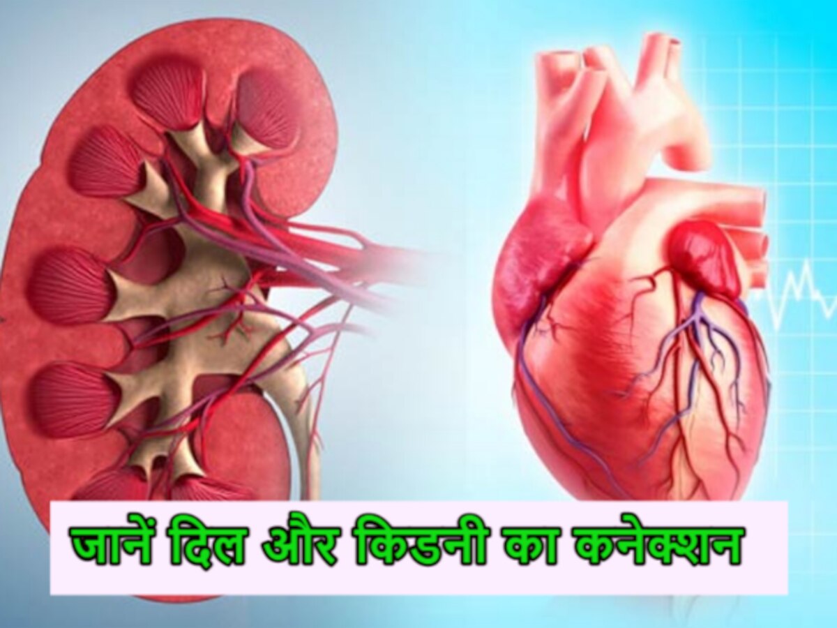 Heart और Kidney का क्या है खास कनेक्शन? जानें दोनों को स्वस्थ रखने के टिप्स