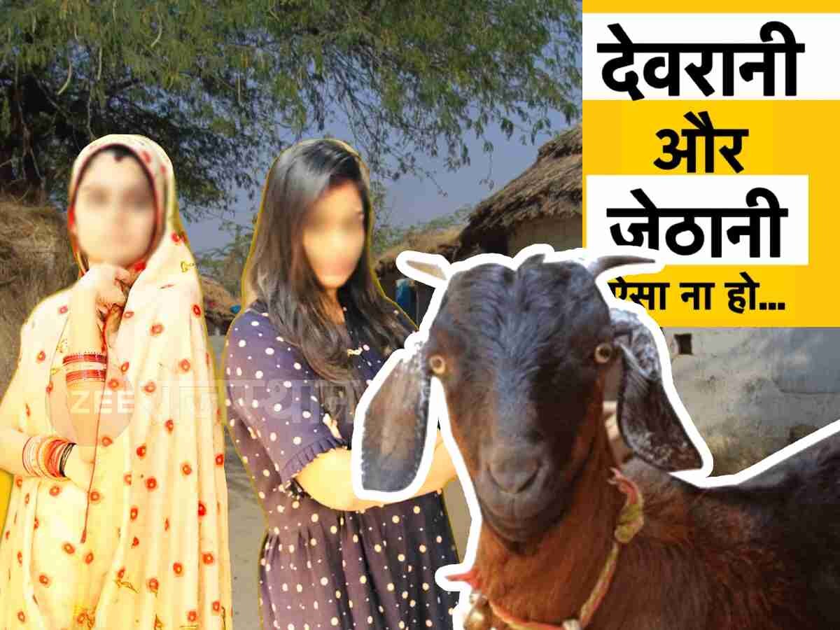 Rajasthan : साड़ी चबा गई बकरी तो भाभी को उलहाना देना देवरानी को पड़ा भारी, जाने क्या हुआ