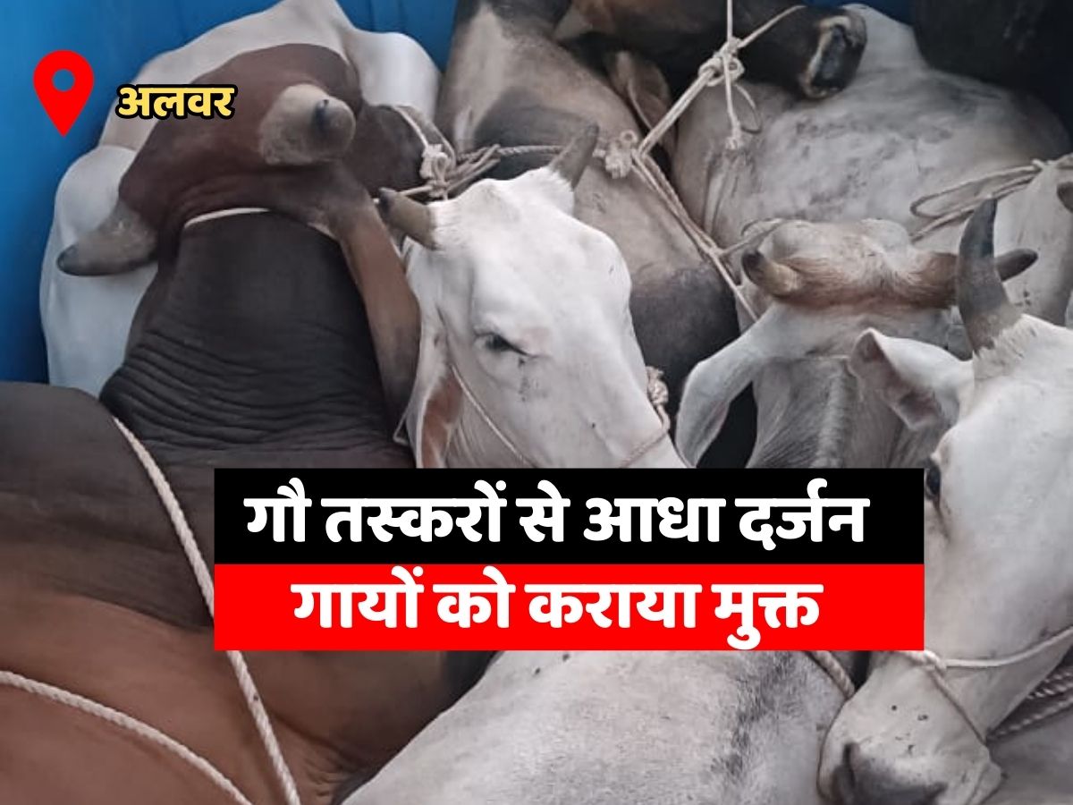 Alwar News Shahjahanpur police freed half a dozen cows from cow