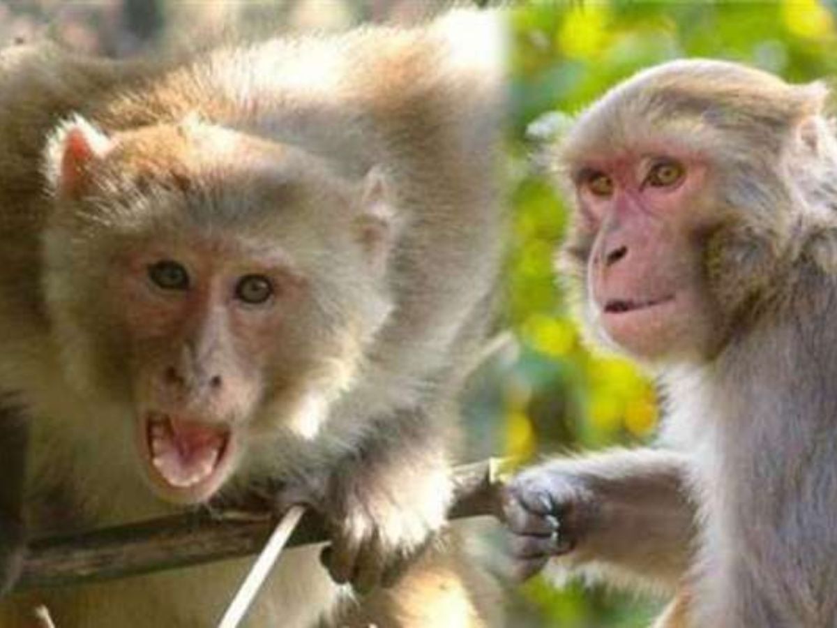 Pauri: बंदरों के झपट्टे से छत से गिरी महिला और दोनों टांगें टूटीं, उत्तराखंड में बढ़ रहा बंदरों का आतंक