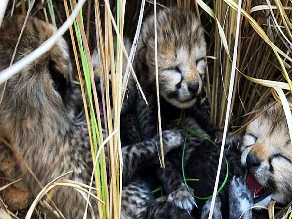 Why Kuno National Park becoming death zone for cheetahs How little