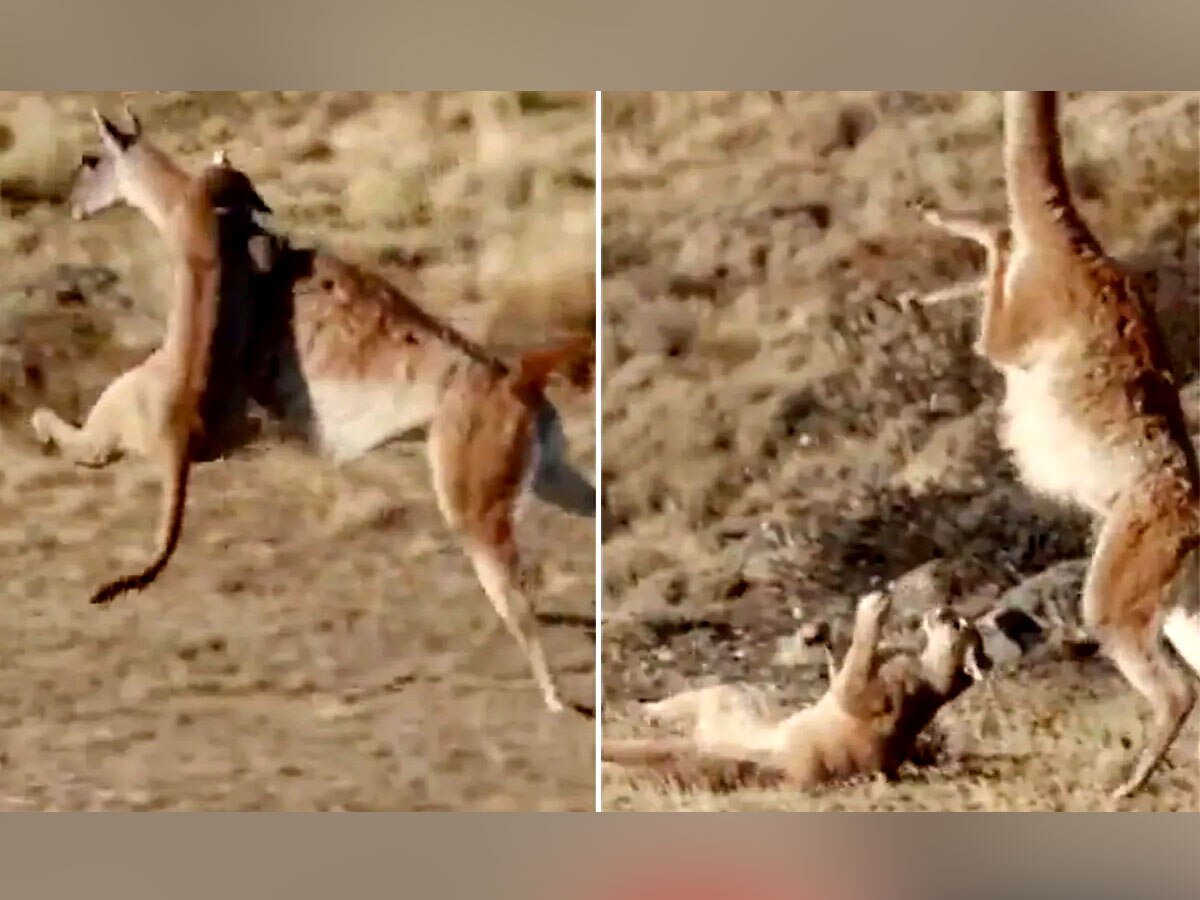 शेरनी का हर दांव हो गया फेल, हिरण ने पलट दी बाजी, देखें हमले का रोंगटे खड़े कर देने वाला Video