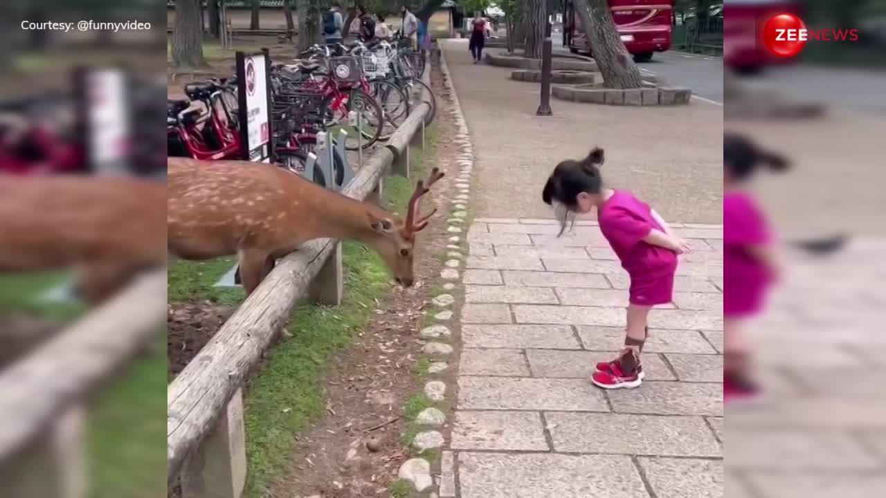 little girl deer bow in front of each other as she feeds it animal priceless reaction viral