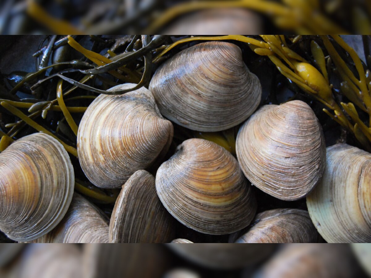 Vitamin B12 NonVeg Sources Clams Red Meat Salmon Egg Animal Liver And