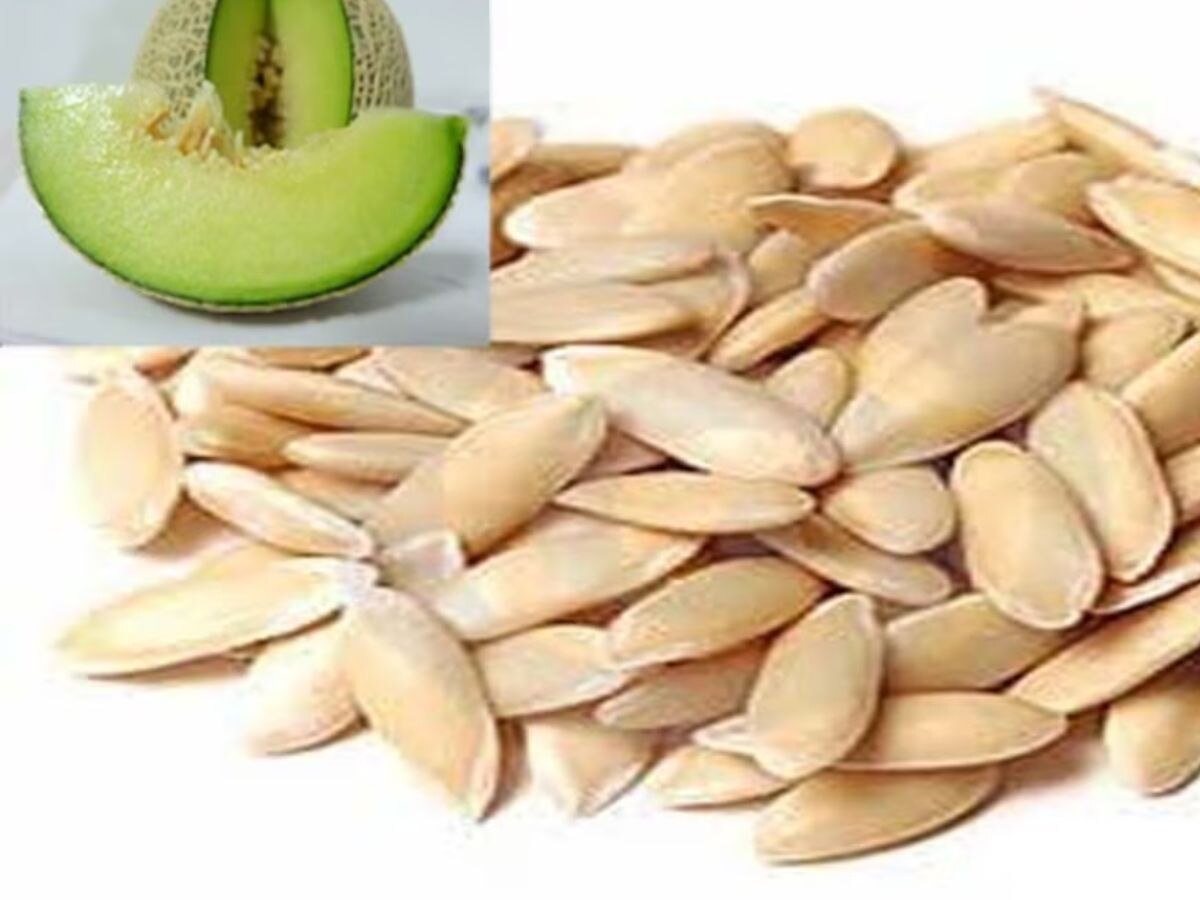 Benefits of Muskmelon Seeds: सर्वगुण संपन्न हैं ये सस्ते बीज, सिर से लेकर पैर तक पहुंचाते हैं फायदा  