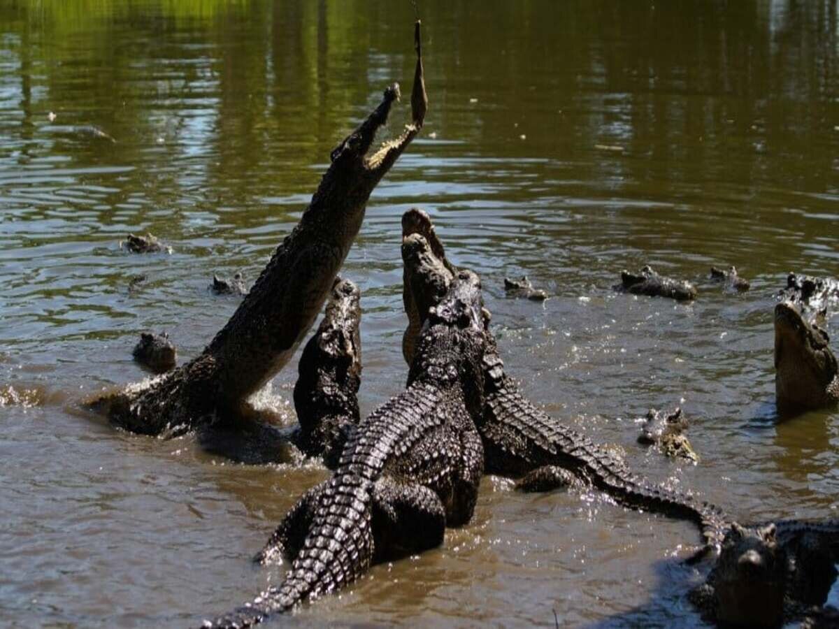  Cambodia Crocodile Attack: ଏନକ୍ଲୋଜର ମଧ୍ୟରେ ଖସିପଡ଼ିଲେ ବୃଦ୍ଧ, ଦେଖୁ ଦେଖୁ ଜୀବନ ନେଇଗଲେ ୪୦ କୁମ୍ଭୀର