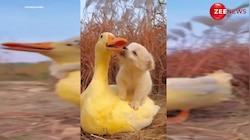 Cute Puppy Video: पप्पी ने पहले की बत्तक की सवारी फिर किया किस, वीडियो देख लोग बोले- सो क्यूट